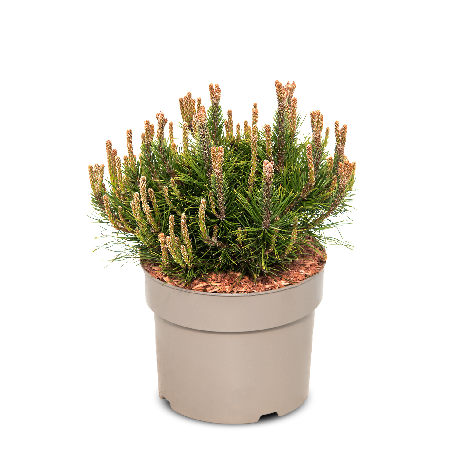 Сосна горная Мугус